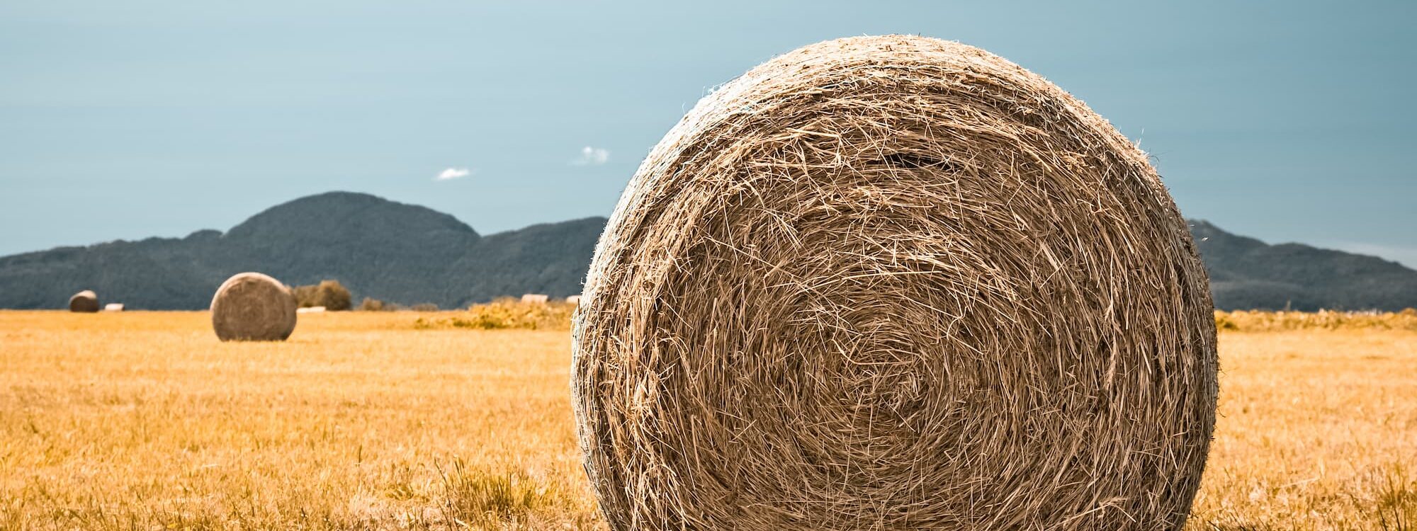 Quels sont les bienfaits du foin bio dans l’alimentation des volailles ? Ostwald