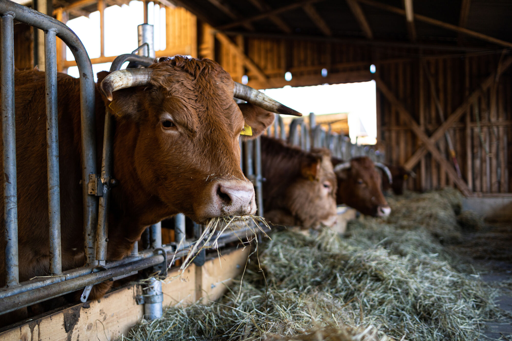 FOIN | Ferme Fritsch Production et vente de bottes de foin bio à Niedernai près de Sélestat et Molsheim Illkirch-Graffenstaden