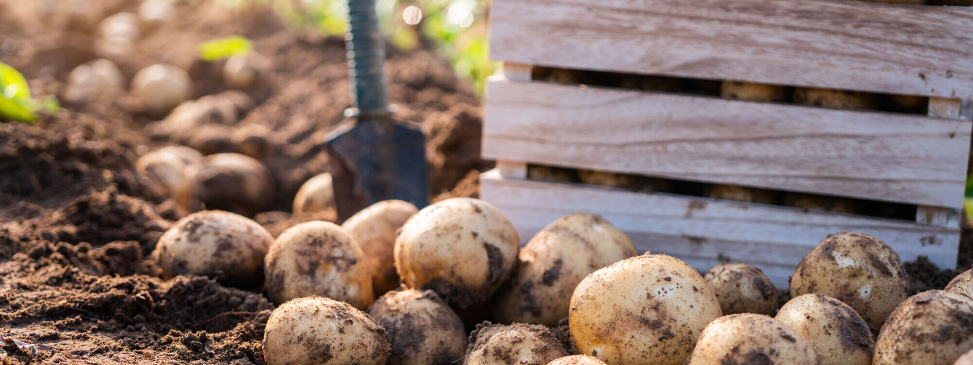 PATATE 2000X750 | Ferme Fritsch Comment choisir ses pommes de terre ? Obernai