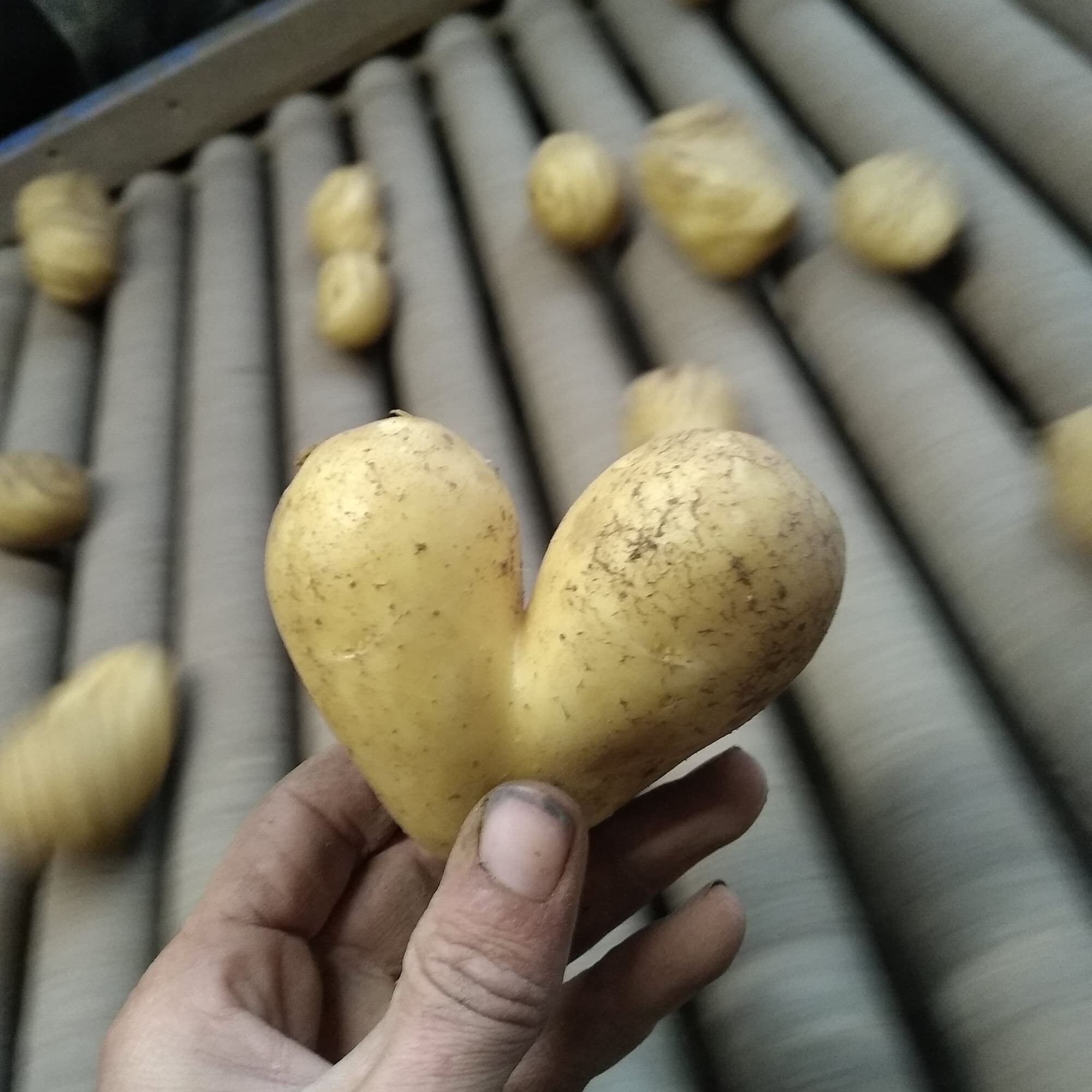 VENTE_DIRECTE_POMMES_DE_TERRE_1 1 2000X2000 | Ferme Fritsch Quels sont les bienfaits de la pomme de terre ? Brumath