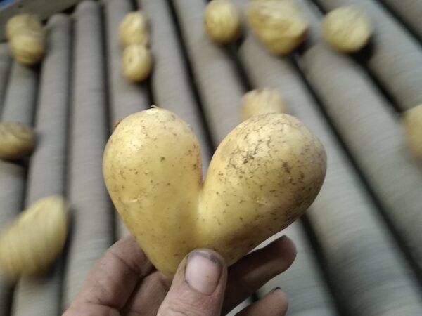 VENTE_DIRECTE_POMMES_DE_TERRE_1 1 600X450 | Ferme Fritsch Production et vente de pommes de terre à Niedernai près de Molsheim et Sélestat Erstein 2