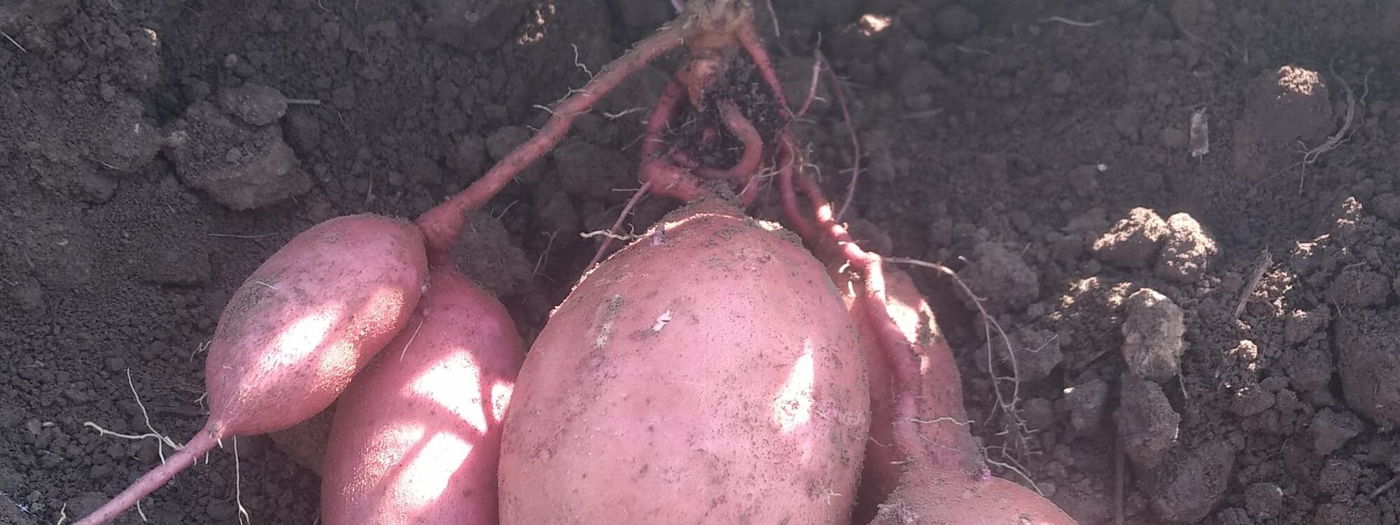 VENTE_DIRECTE_POMMES_DE_TERRE_2 2000X750 | Ferme Fritsch Comment cuisiner la patate douce ? Hœnheim