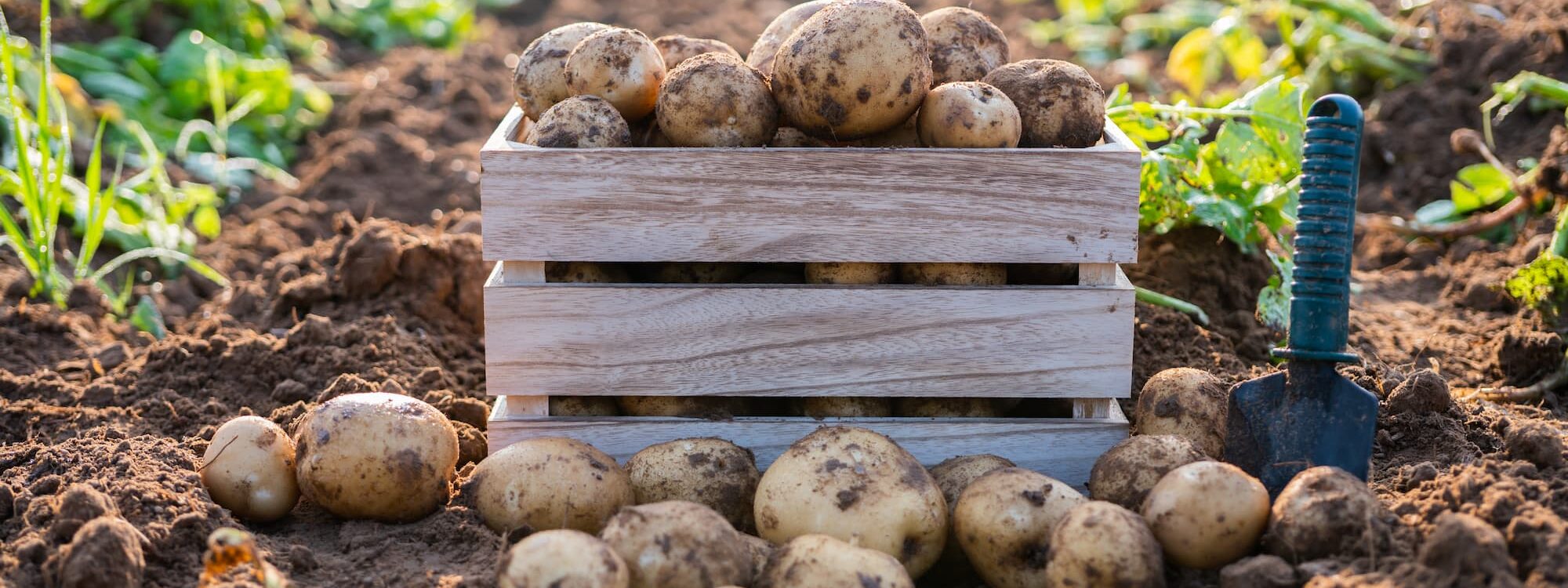 Comment cultiver des pommes de terre ? Brumath