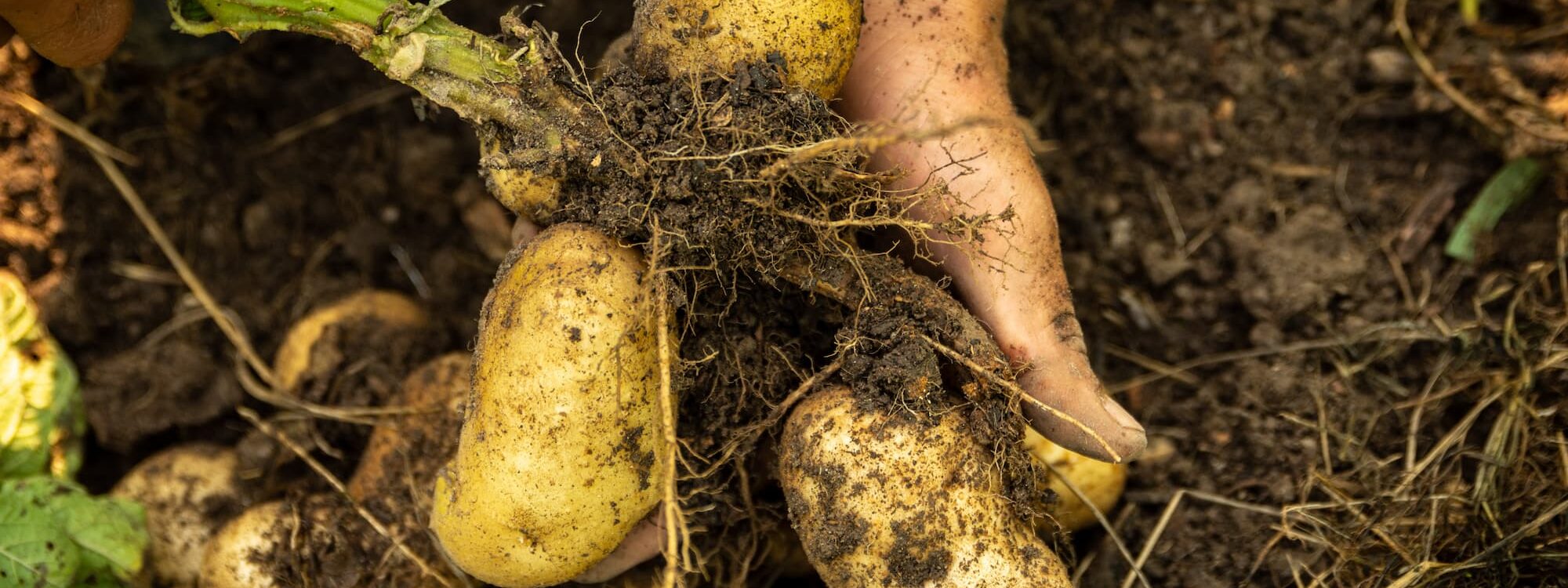 VENTE_DIRECTE_POMMES_DE_TERRE_4 2000X750 | Ferme Fritsch Pourquoi privilégier les pommes de terre locales dans l’alimentation des volailles ? Bischheim