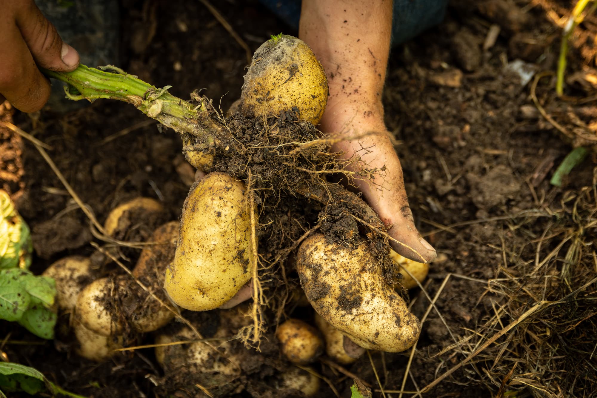 Pourquoi privil&eacute;gier les pommes de terre locales dans l’alimentation des volailles ? Bischheim