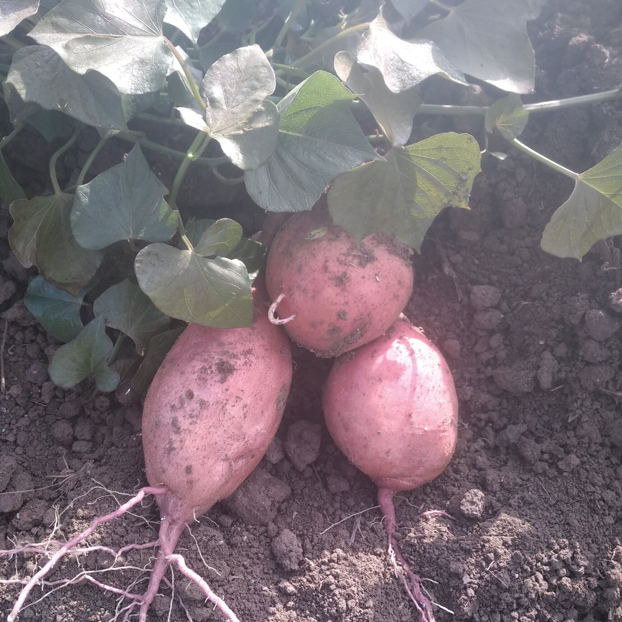 PATATE DOUCE 2000X2000 | Ferme Fritsch Que choisir entre pomme de terre et patate douce ? Sélestat
