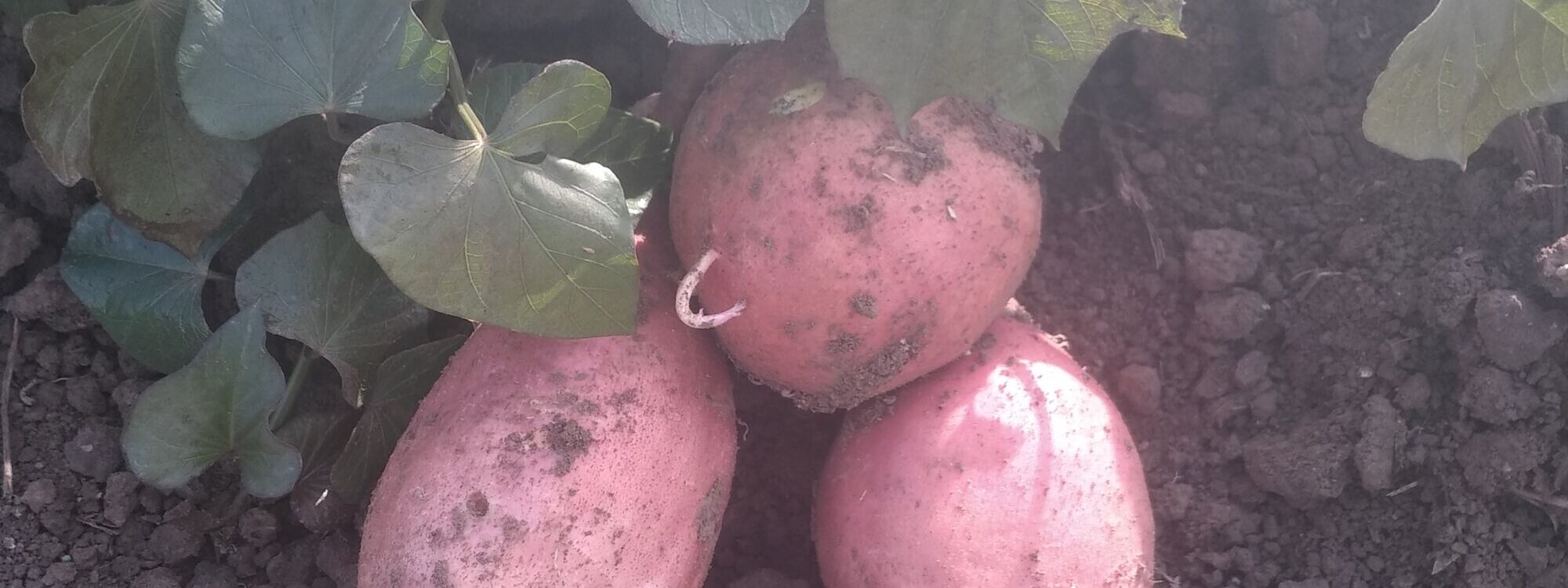 Que choisir entre pomme de terre et patate douce ? S&eacute;lestat