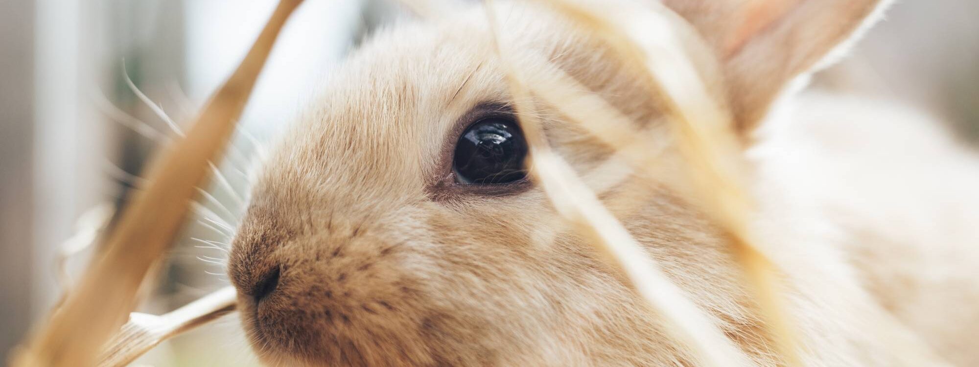 Comment &eacute;viter le gaspillage du foin pour votre lapin ? Saverne