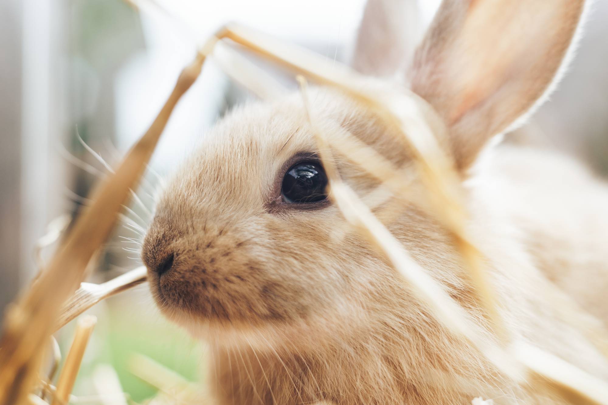 LAPIN_FOIN | Ferme Fritsch Comment éviter le gaspillage du foin pour votre lapin ? Saverne