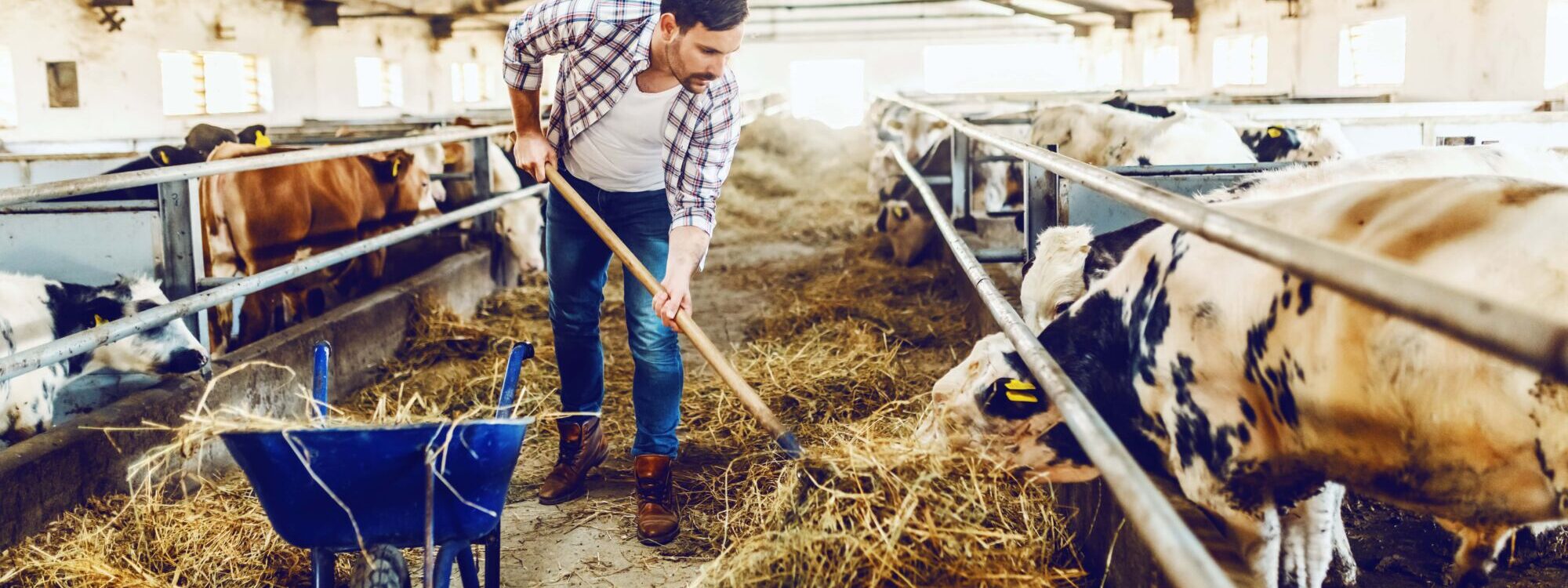 Comment stocker du foin tout en pr&eacute;servant la qualit&eacute; nutritive ? Lingolsheim