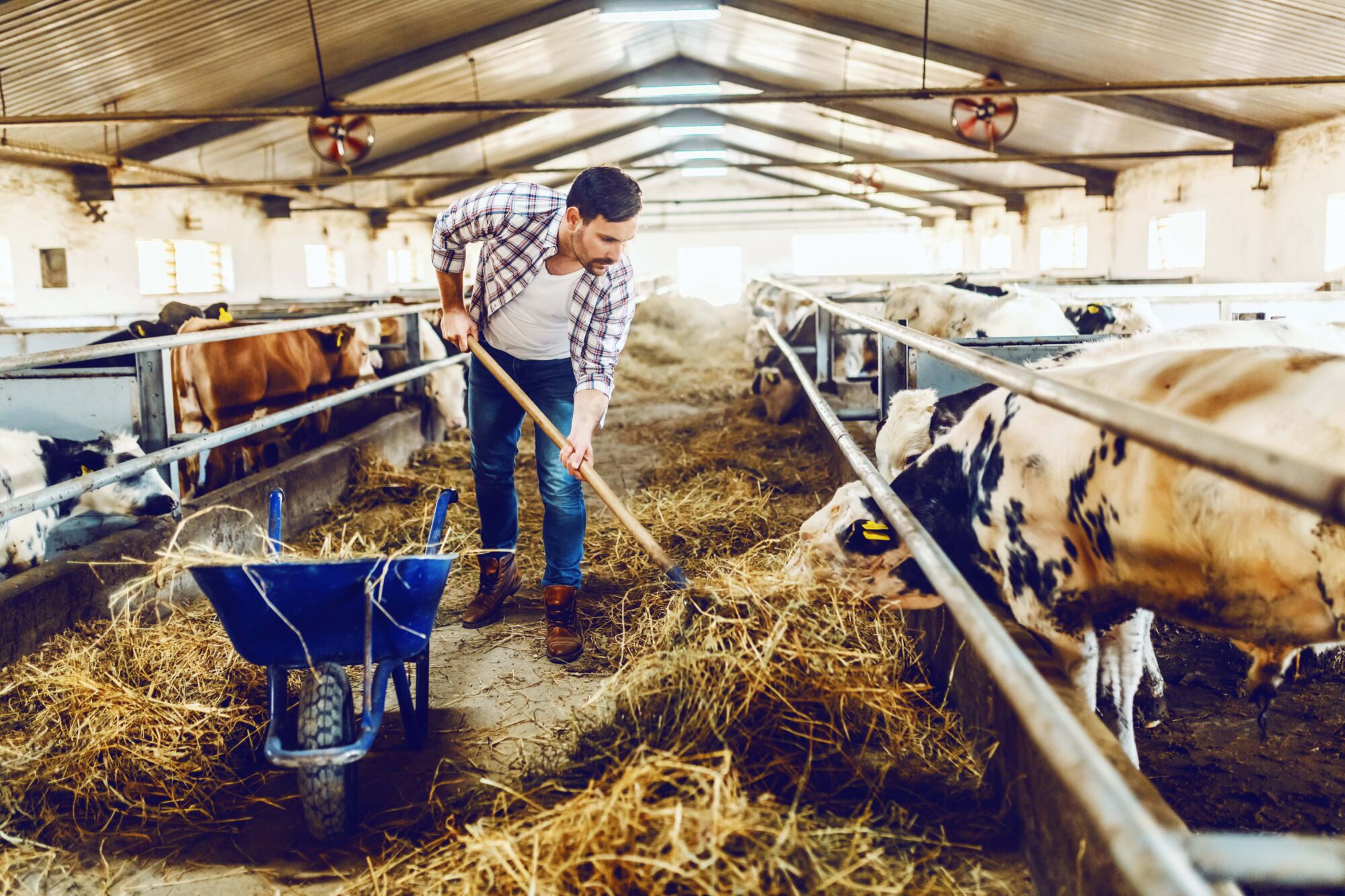 Quel foin choisir pour les bovins &agrave; viande&nbsp;? Schiltigheim