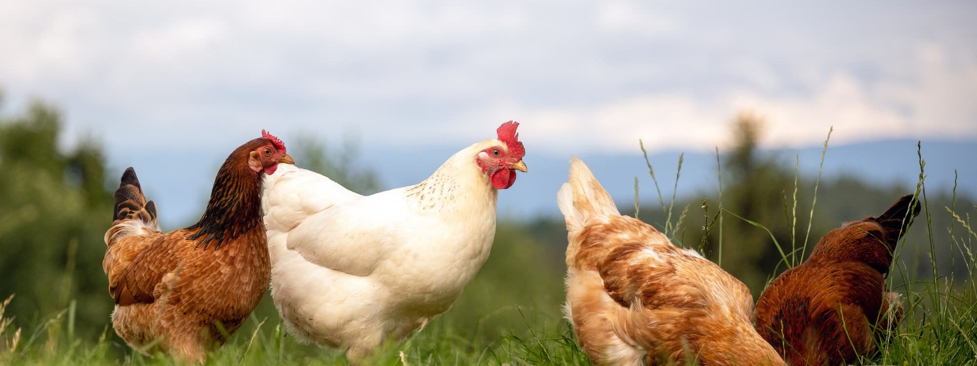POULES PONDEUSES 2000X750 | Ferme Fritsch Les oiseaux de basse-cour ont-ils les mêmes besoins alimentaires toute l’année ? Erstein
