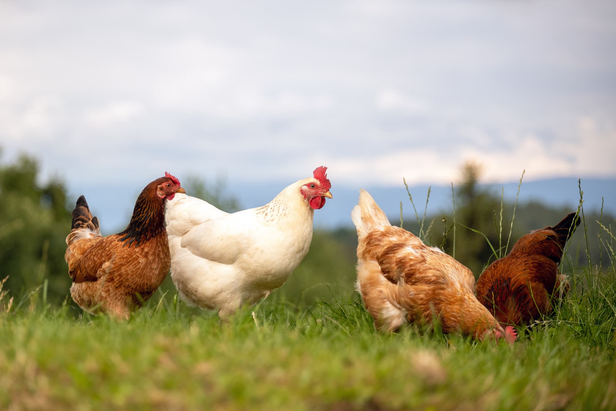 Comment int&eacute;grer les granul&eacute;s de luzerne dans l’alimentation des poules pondeuses ? Schiltigheim
