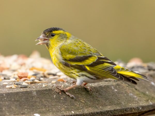 Production et vente de graines pour volailles et oiseaux &agrave; Niedernai pr&egrave;s d’Erstein et Schirmeck Erstein 1