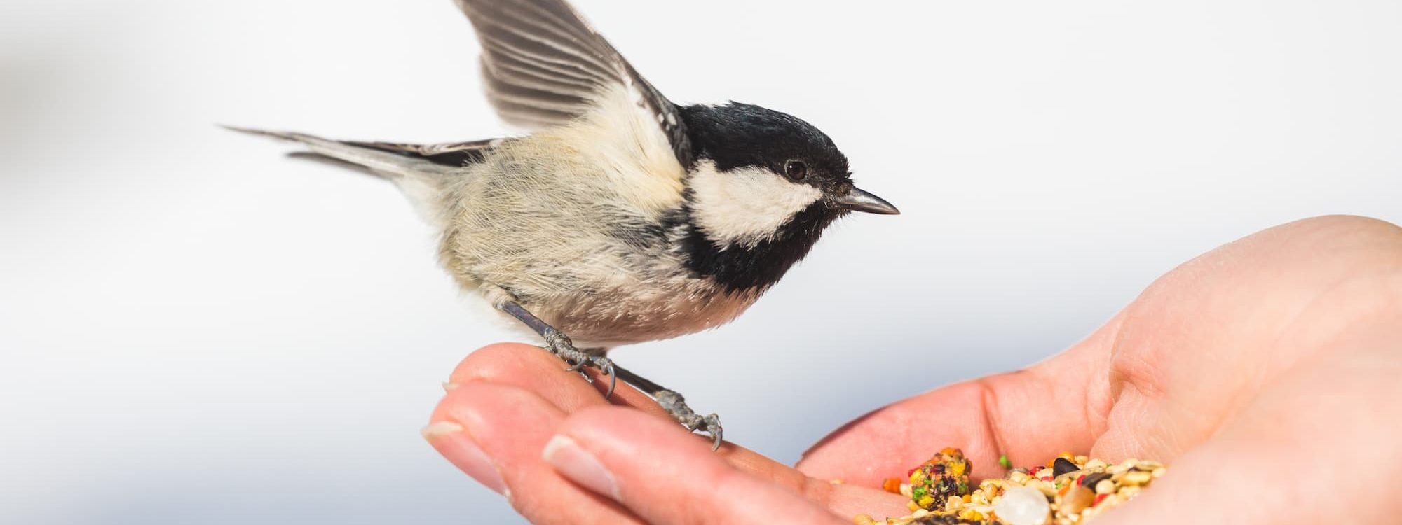 Production et vente de graines pour volailles et oiseaux &agrave; Niedernai pr&egrave;s d’Erstein et Schirmeck Brumath