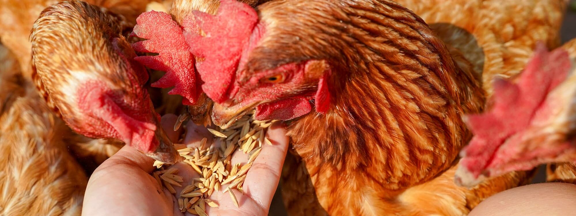 ADOBESTOCK_264881297 2000X750 | Ferme Fritsch Pourquoi le maïs reste-t-il apprécié dans l’alimentation des volailles ? Bischheim