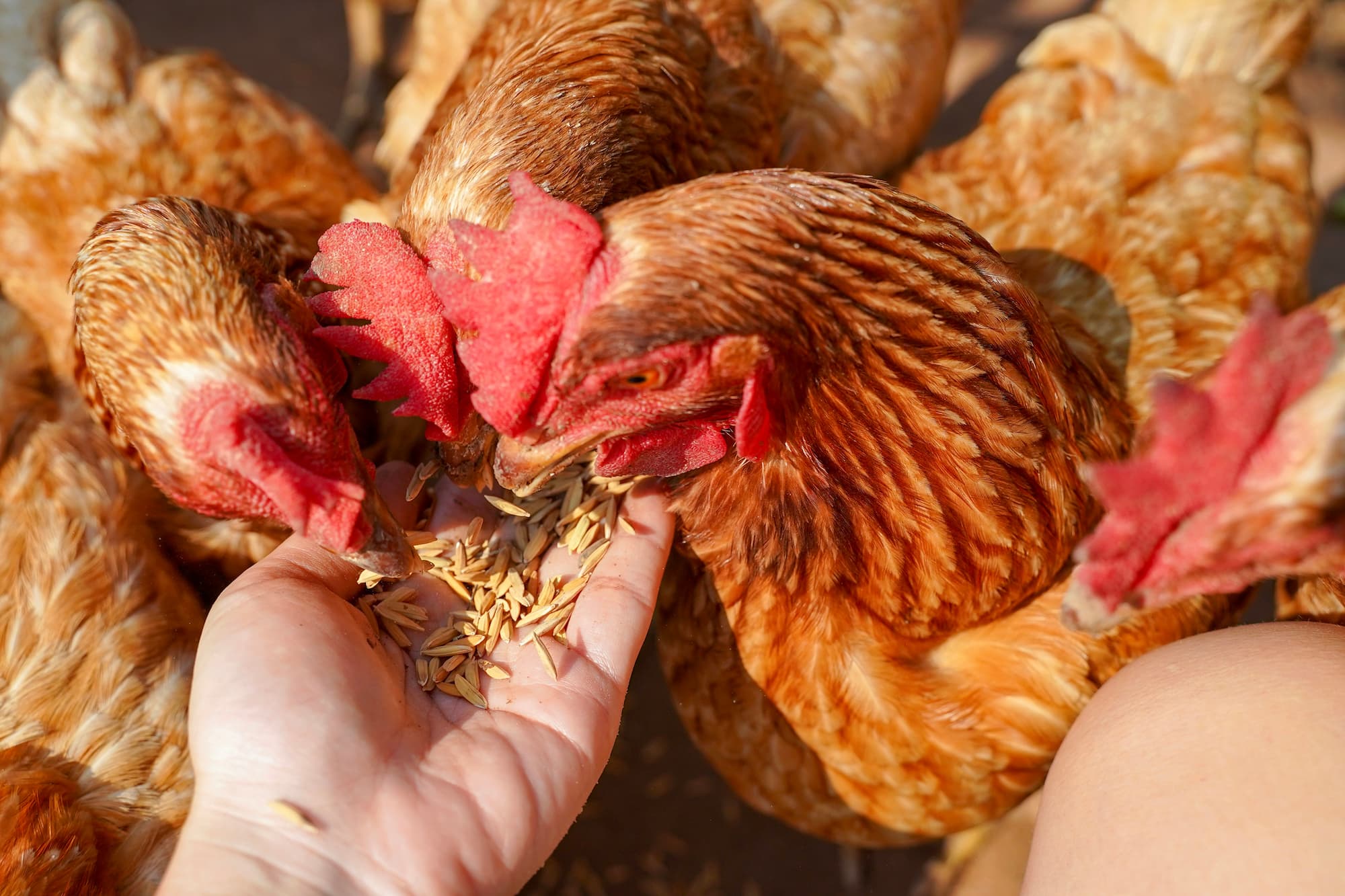Production et vente de graines pour volailles et oiseaux &agrave; Niedernai pr&egrave;s d’Erstein et Schirmeck Brumath 0