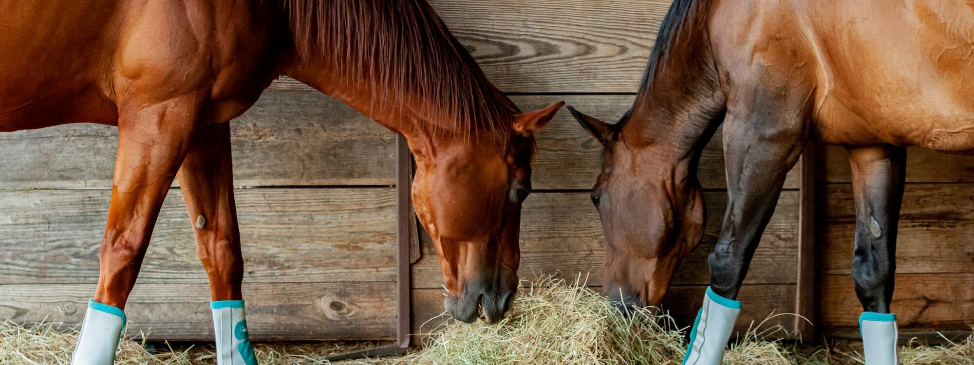 ADOBESTOCK_364822688 2000X750 | Ferme Fritsch Pourquoi certains chevaux préfèrent-ils un foin plus sec que d’autres ? Ostwald