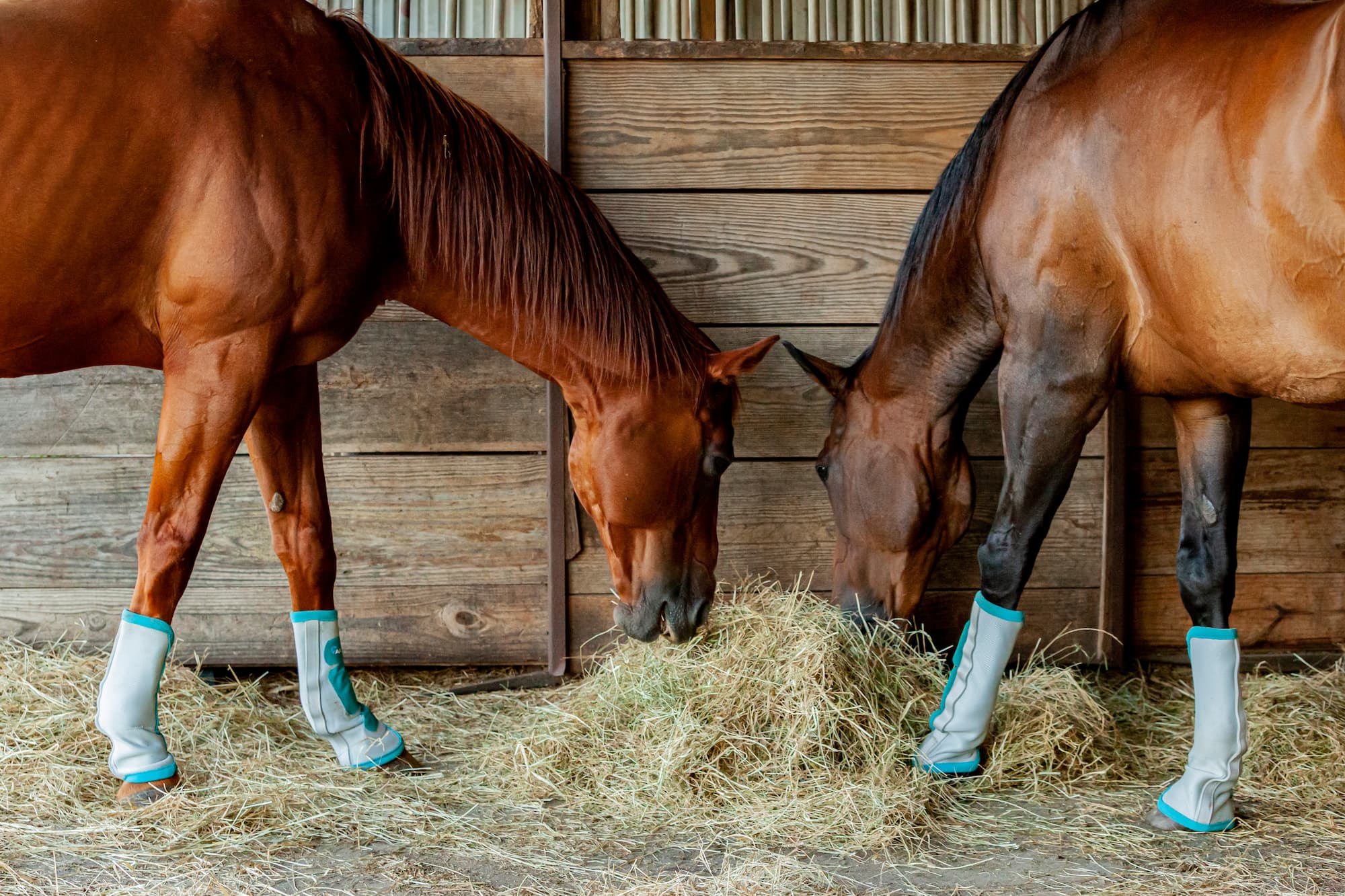 Pourquoi certains chevaux pr&eacute;f&egrave;rent-ils un foin plus sec que d&rsquo;autres ? Ostwald