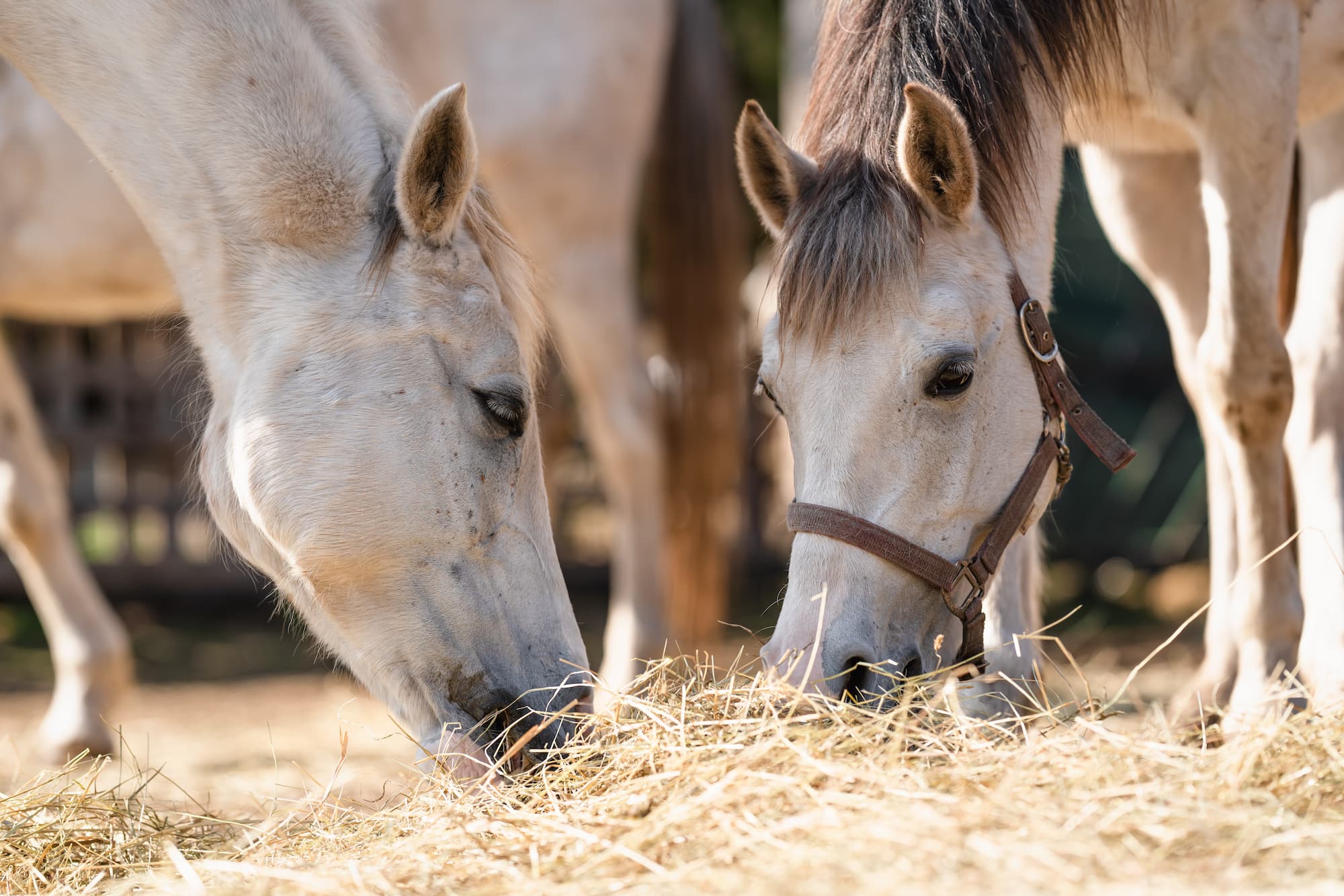 ADOBESTOCK_462679220 | Ferme Fritsch Pourquoi certains chevaux préfèrent-ils un foin plus sec que d’autres ? Ostwald 0